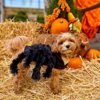 Pup‑kin Patch October 2026 - Dobbies, Ayr